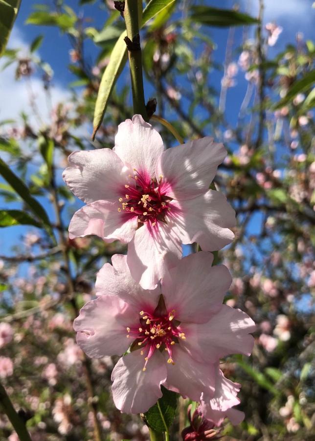 Appartamento Casa Lucia Puntagorda Esterno foto